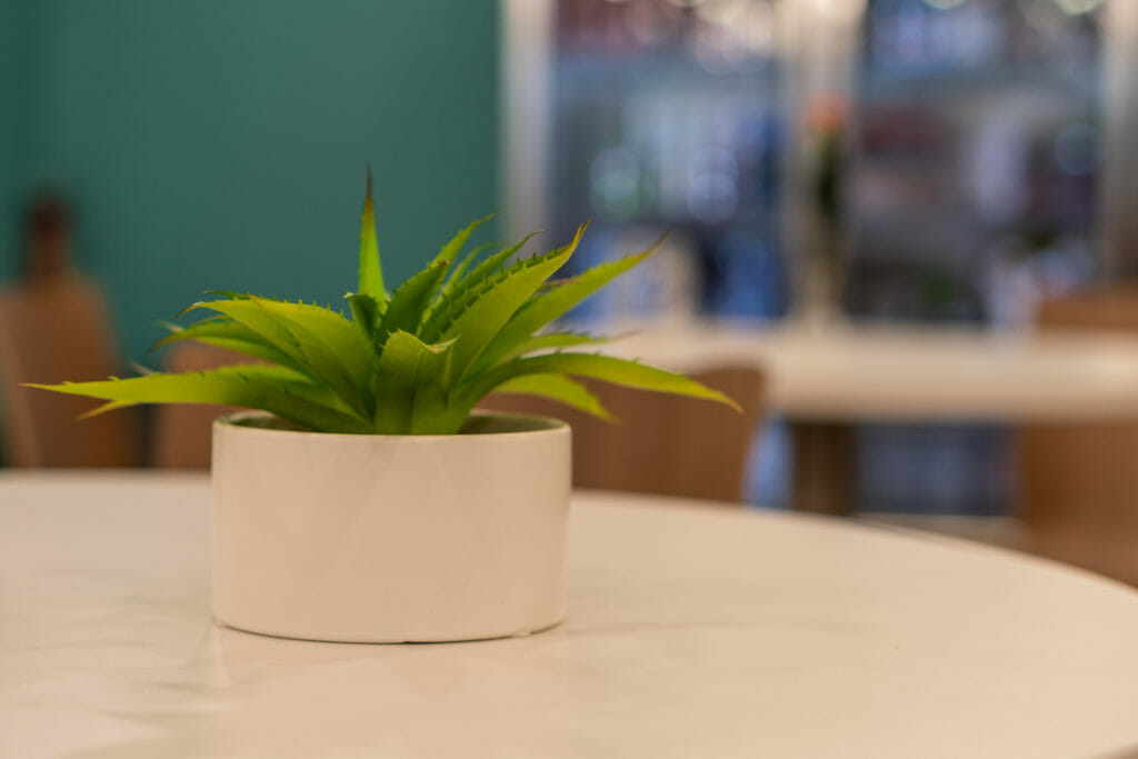 Office plants like this one reduce employee stress.