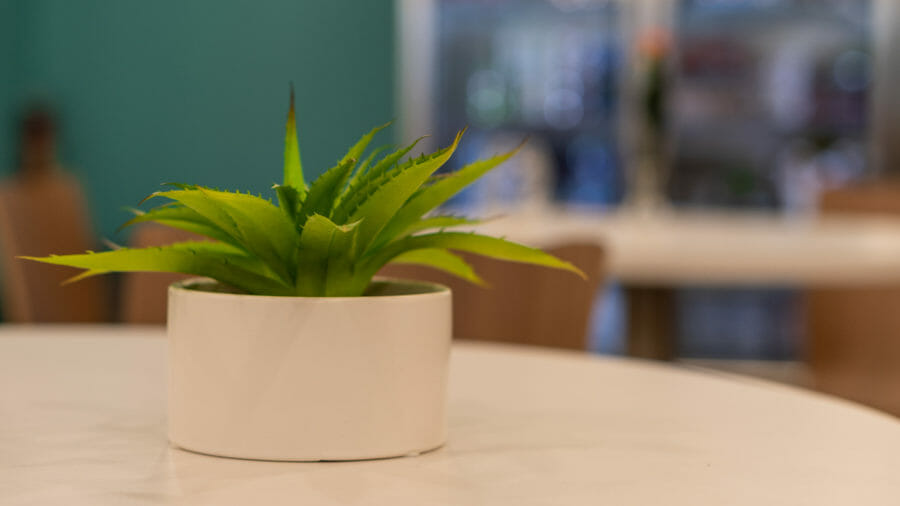 Office plants like this one reduce employee stress.
