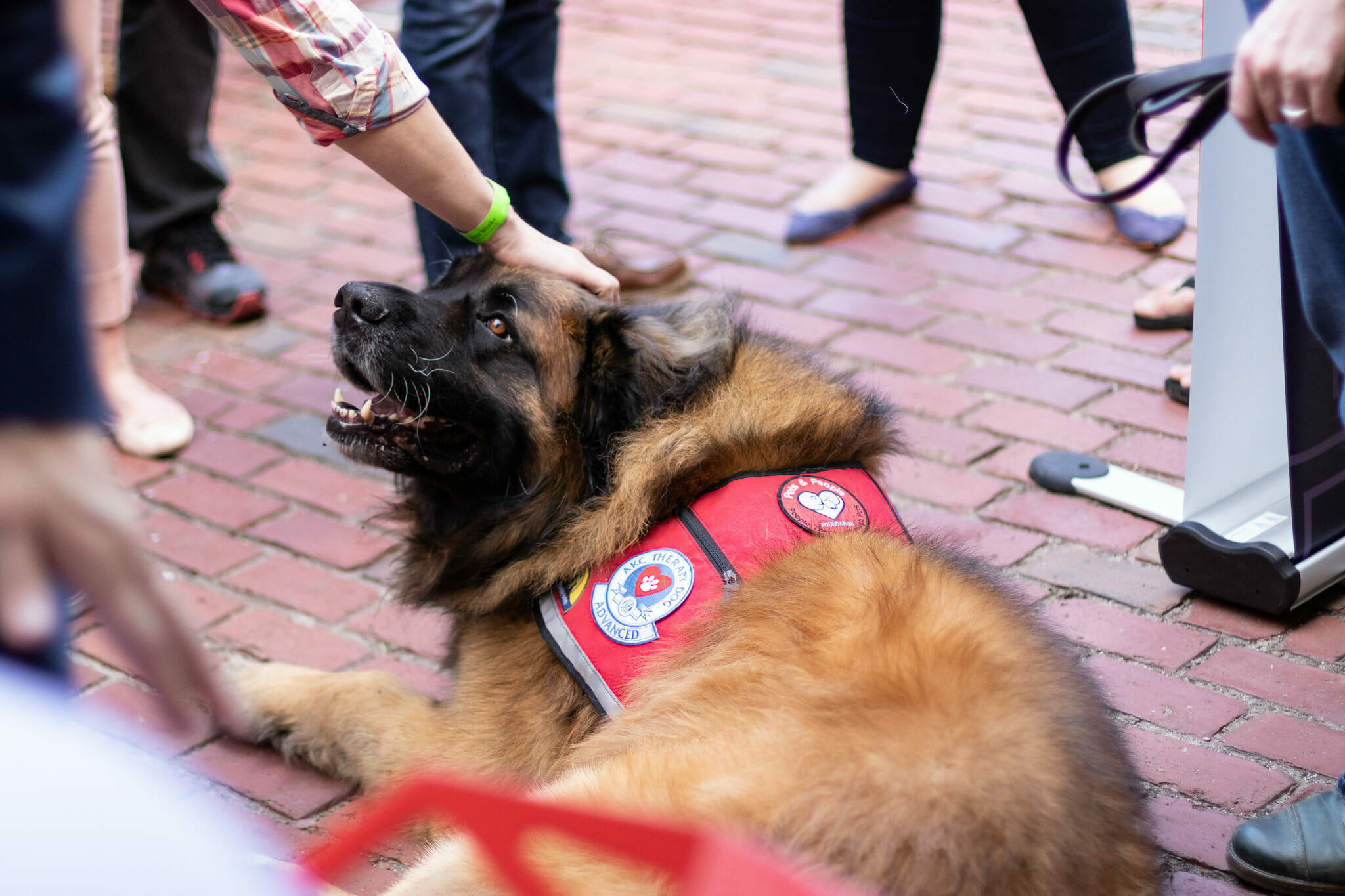 Jackie dog at Tech Jam