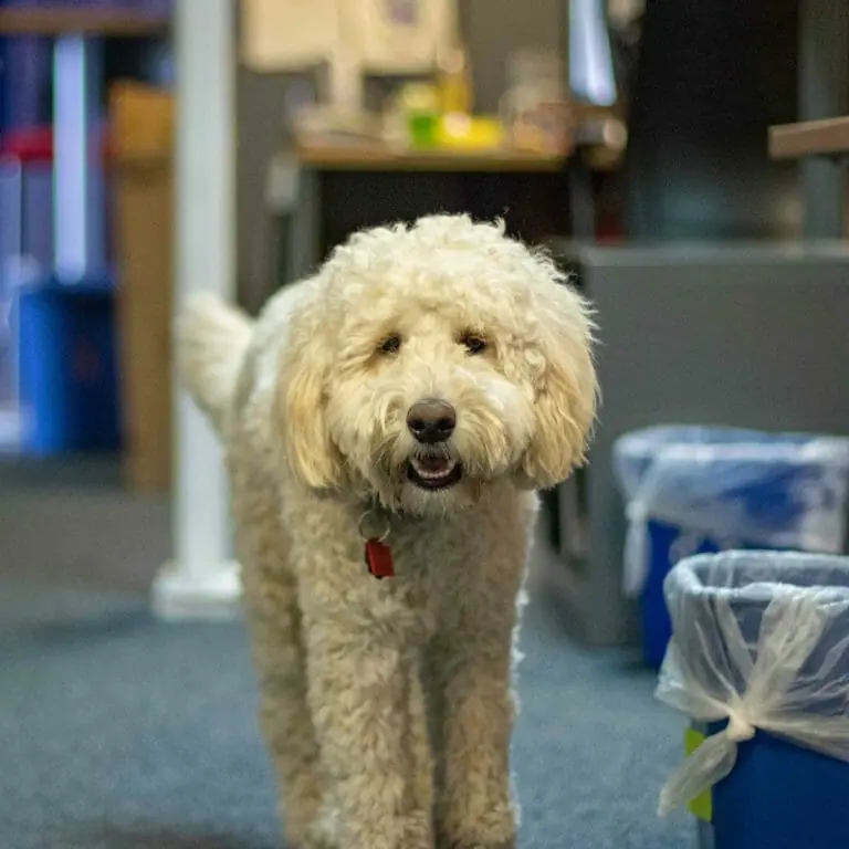 precious pooch
